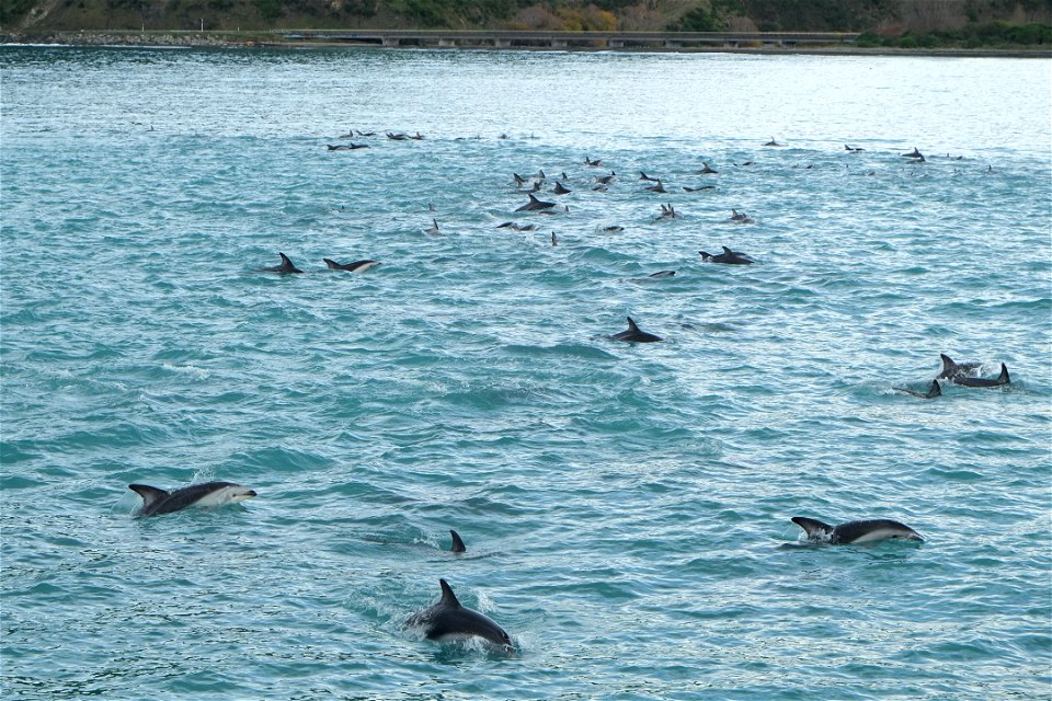 Large pod of Dusky Dolphins in South Bay, Kaikoura - over 80 individual dolphins are visible in the photo