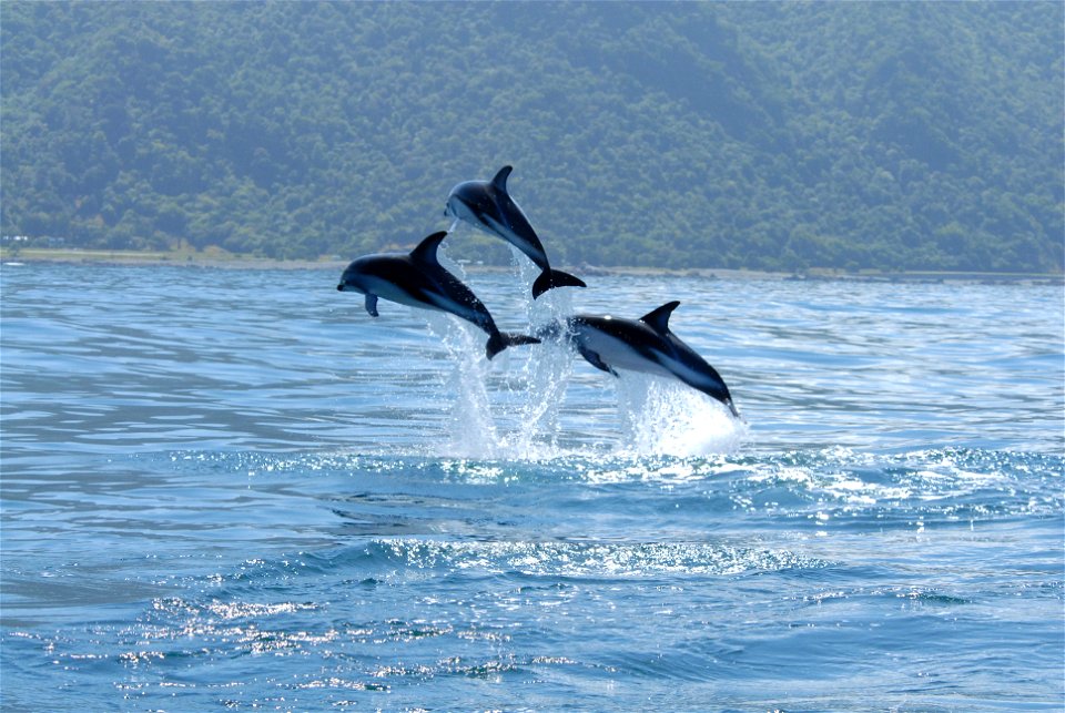 Dusky dolphin (Lagenorhynchus obscurus). New Zealand.