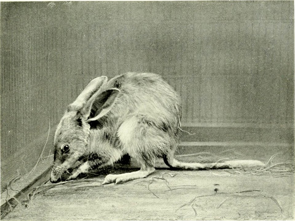 I. Ohrcnbcutiidcichs, Pcraijale lagutis Reid. ^U nat. Gr., s. S. 1 Kl. - \V. S. Berridge, F. Z. S. - London pliot.