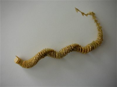 A Whelk egg case found on a beach near Corolla, North Carolina.