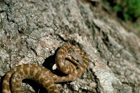 Image title: Night snake New Mexico
Image from Public domain images website, http://www.public-domain-image.com/full-image/fauna-animals-public-domain-images-pictures/reptiles-and-amphibians-public-do