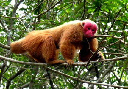 Uakari Uakari. (Cacajao calvus rubicundus)