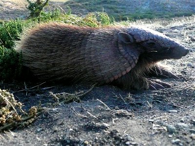 Photo prise en Patagonie d'un Chaetophractus villosus, appelé Peludo en espagnol.