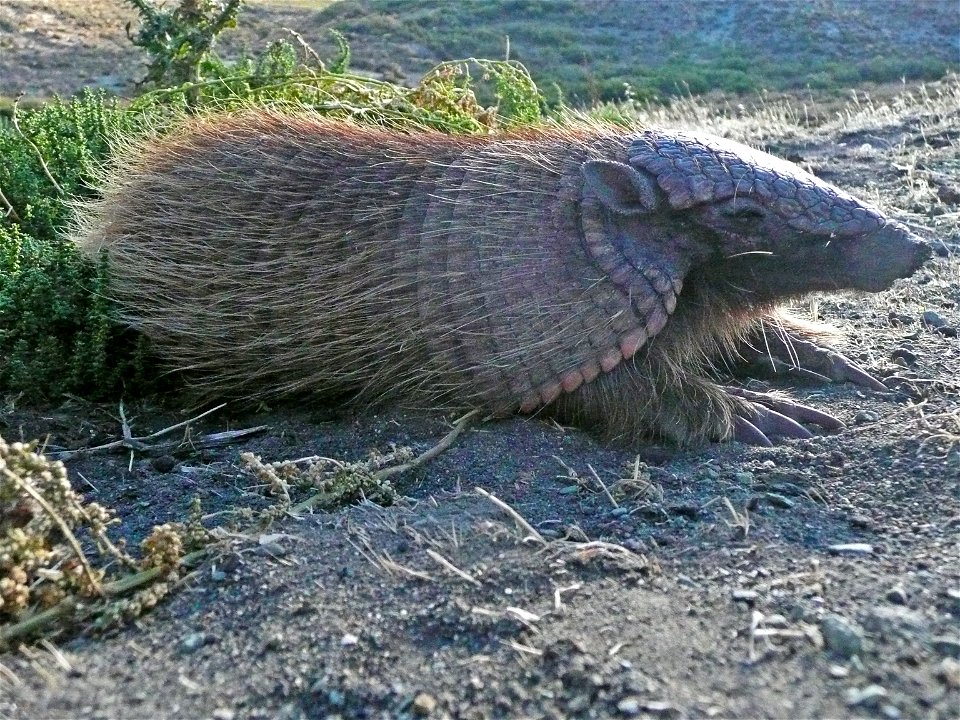Photo prise en Patagonie d'un Chaetophractus vellerosus appelé Peludo en espagnol.