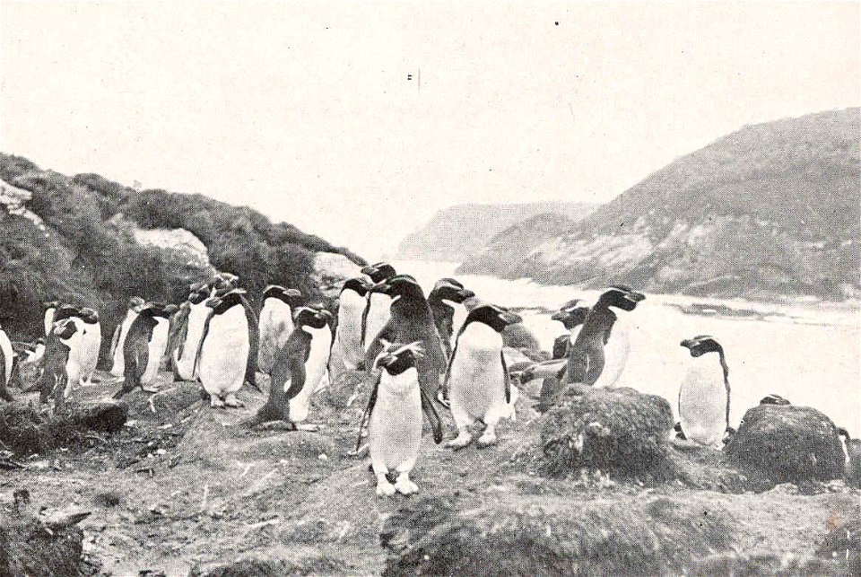 Victoria Penguins (Catarrhactes pachyrhynchus), the Snares
Subject: Penguins, Catarrhactes, Snares Islands (New Zealand)
Geographic Subject: New Zealand--Snares Islands
Tag: Water Birds