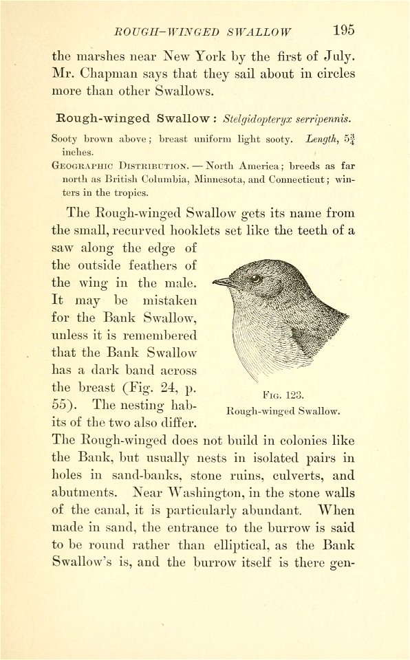 Birds of village and field: a bird book for beginners, by Florence A. Merriam.  Illustrated.