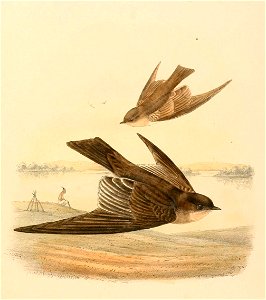 « Stelgidopteryx serripennis » = Stelgidopteryx serripennis (Northern Rough-winged Swallow)
