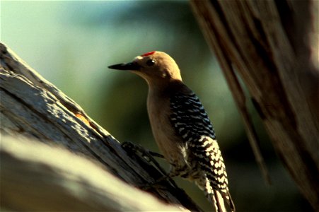 Gila Woodpecker. Public domain from USFWS. Possibly taken at Colorado River.