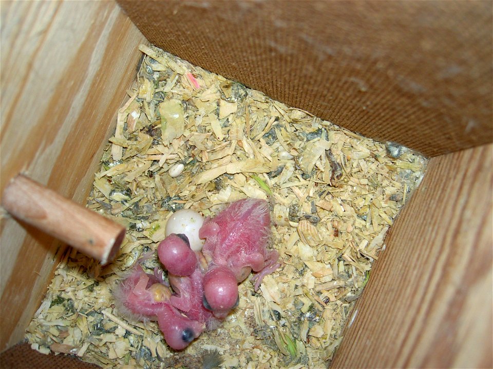 Small Pacific Parrotlet chicks in a nest box. They are 2, 7, and 8 days old from hatching.
