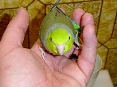 Female green split to fallow Pacific Parrotlet, named Toni.