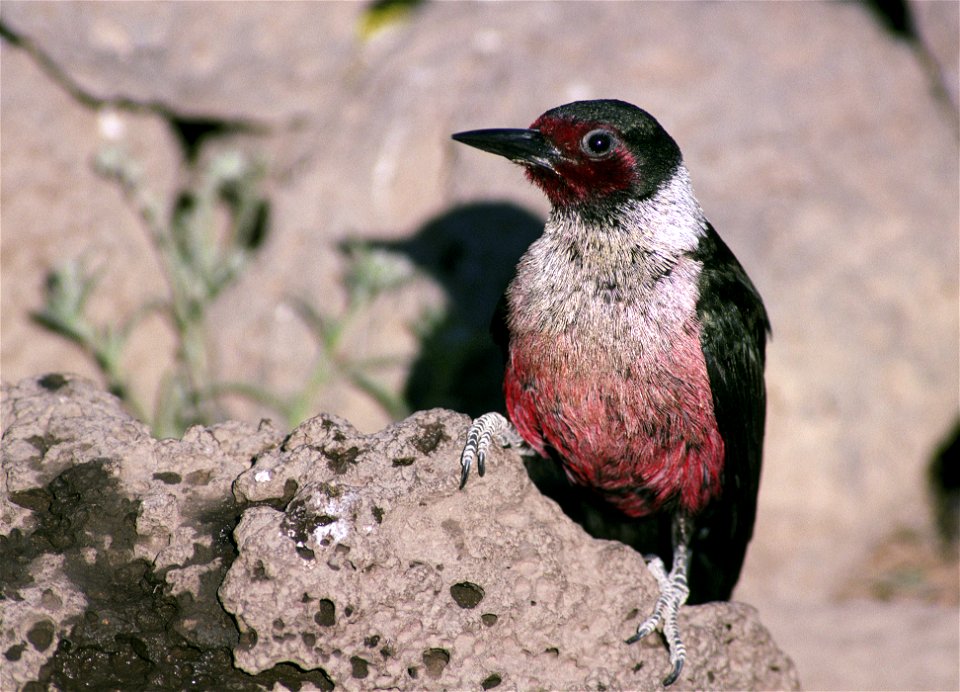 Lewis's Woodpecker (Melanerpes lewis) photographed in the Deschutes National Forests