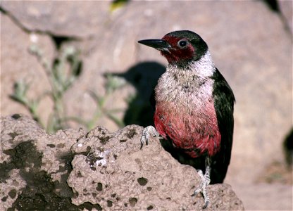 Lewis's Woodpecker (Melanerpes lewis) photographed in the Deschutes National Forests