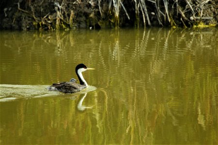 Western Grebe swimming with an open mouthed chick on its back.  Entrant in Bear River Refuge 2014 photo contest in Grebes! category.

Photo Credit: Jerry Whetstone / USFWS