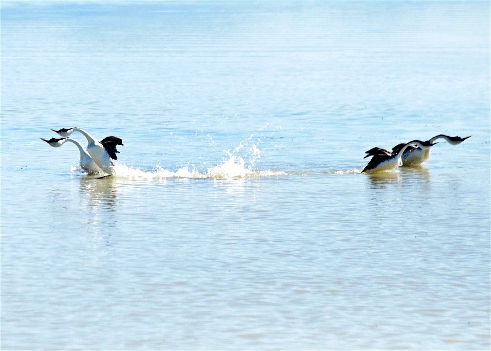Two pairs of Western Grebes dancing on water into opposite directions. Entrant in Bear River Refuge 2014 photo contest in sunrise/sunset category.

Photo Credit: Lloyd Bush / USFWS