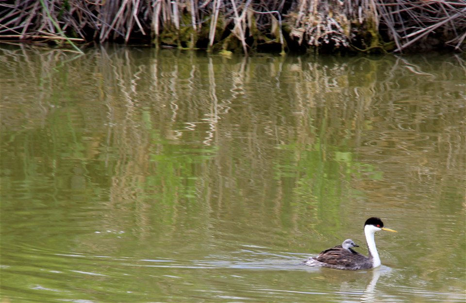 Western Grebe swimming with a chick on its back. Entrant in Bear River Refuge 2014 photo contest in Grebes! category.

Photo Credit: Michelle Rochette / USFWS