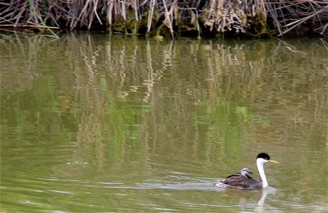 Western Grebe swimming with a chick on its back. Entrant in Bear River Refuge 2014 photo contest in Grebes! category.

Photo Credit: Michelle Rochette / USFWS