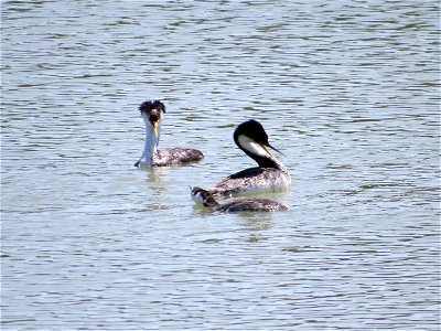Category: Animal Behavior

Photo Credit: H. Clark