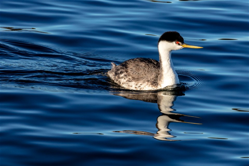 Western Grebe - Aechmophorus occidentalis