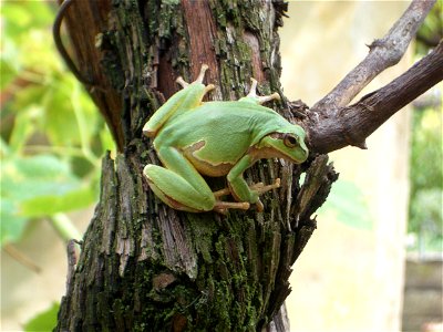 Subject: Common European Treefrog (Hyla arborea)Author: Radoslav KovatchevLocation: Hissar, Bulgaria