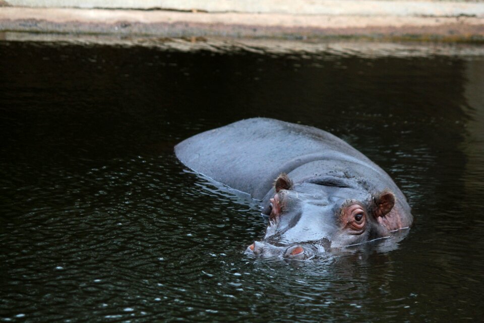 Hippo water zoo