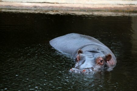 Hippo water zoo photo