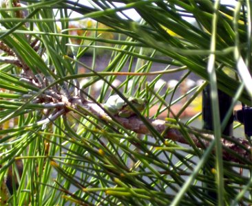 Rainette méridionale (Hyla meridionalis)