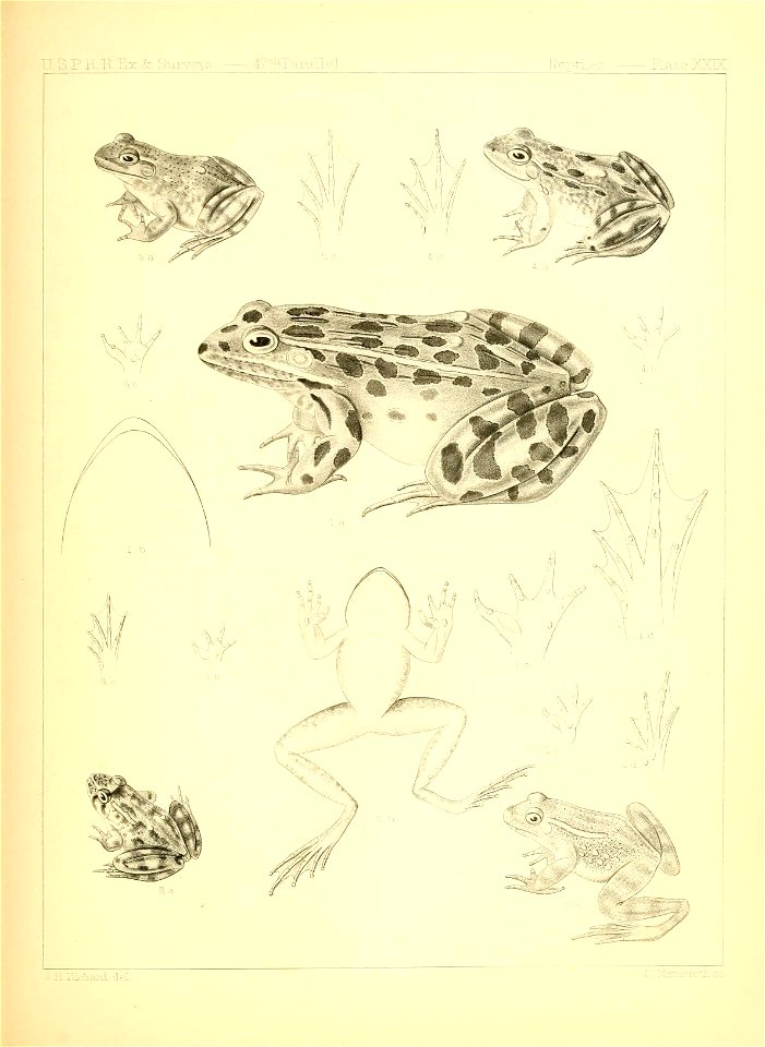 Rana halecina
The Spotted Frog

—page 305