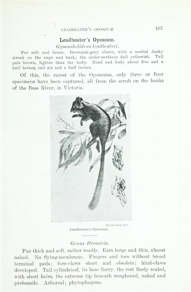 The animals of Australia : animals, reptiles and amphibians /