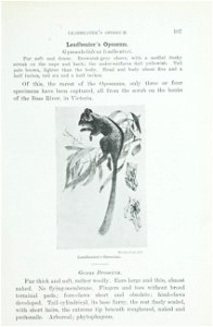 The animals of Australia : animals, reptiles and amphibians /