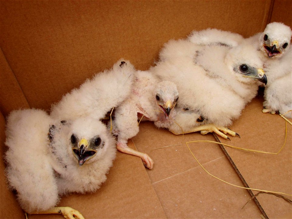 Young montagu's harriers("Circus Pygargus")being carried to safety