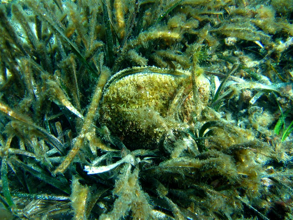Grande nacre (Pinna nobilis)