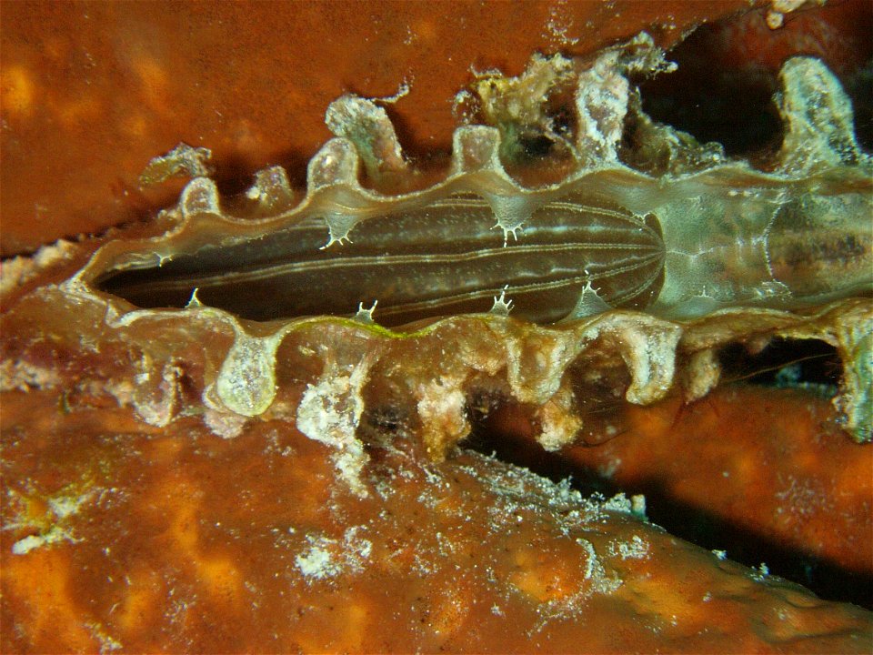 Pen shell (Pinna nobilis)

Image ID: reef1089, NOAA's Coral Kingdom Collection
Location: Coki Beach, St. Thomas, USVI