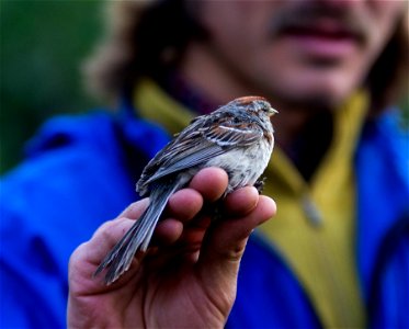 Bird Capture photo