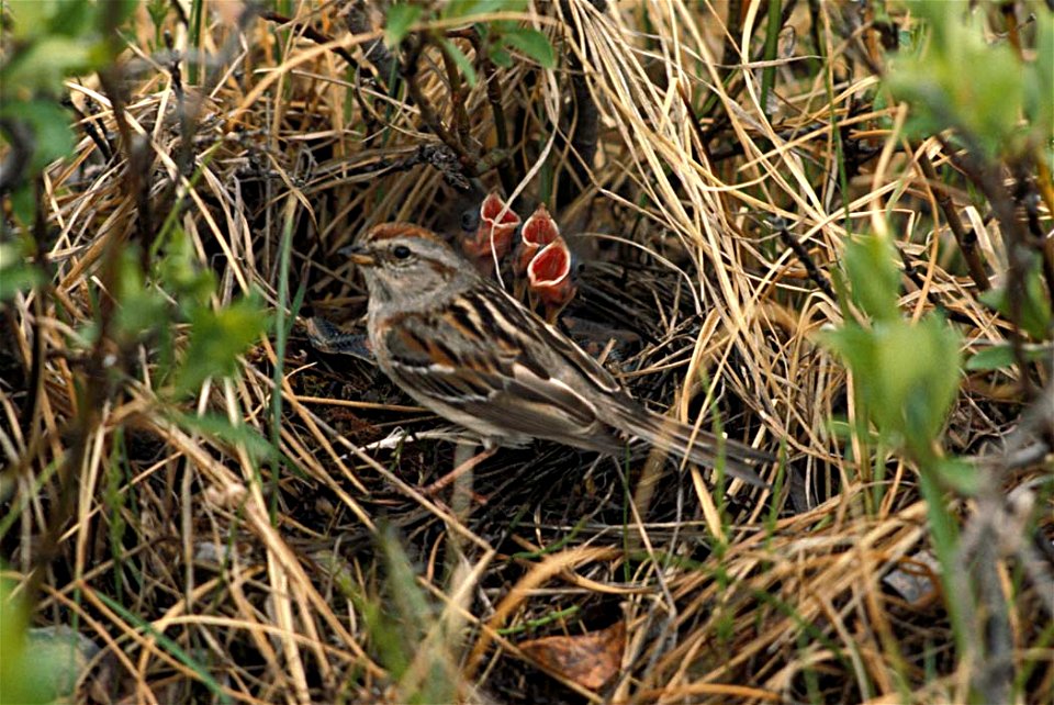 American Tree Sparrow nest with young birds in Alaska