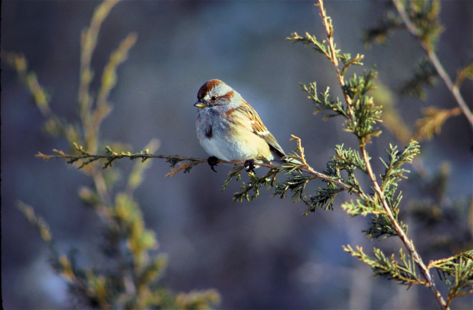 An American Tree Sparrow at DeSoto National Wildlife Refuge