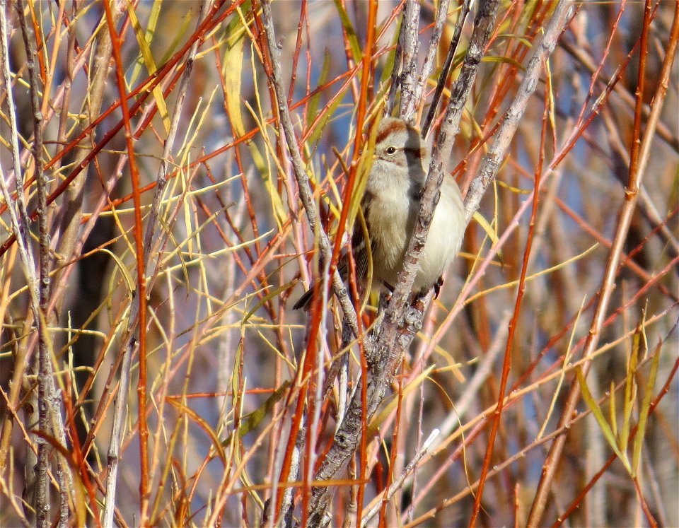 American tree sparrow in a willow and dogwood thicket near Bozeman, Montana. November 2, 2013.
