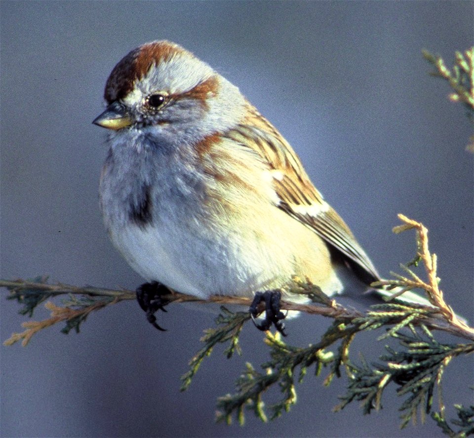 American tree sparrow photographed in the DeSoto National Wildlife Refuge