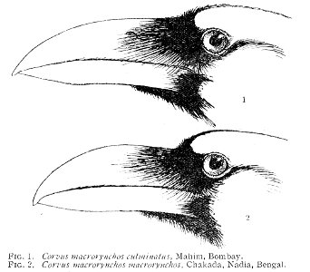Bill of Corvus culminatus compared with Corvus macrorhynchus