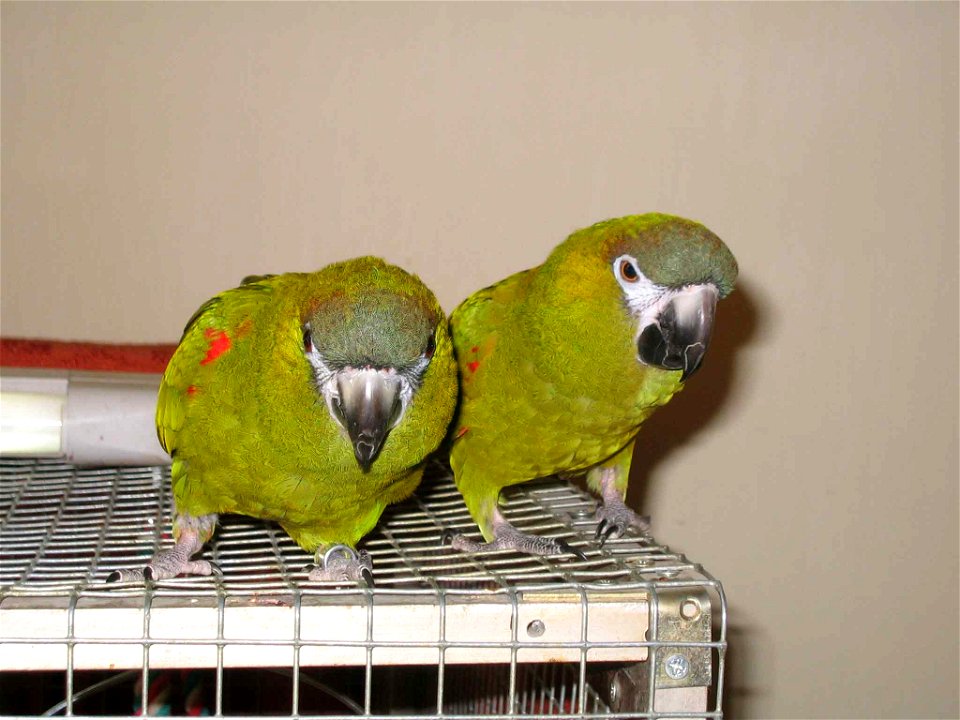 Red-shouldered Macaw (Diopsittaca nobilis) also known as the Noble macaw, Long-wing macaw or Hahn's macaw.
