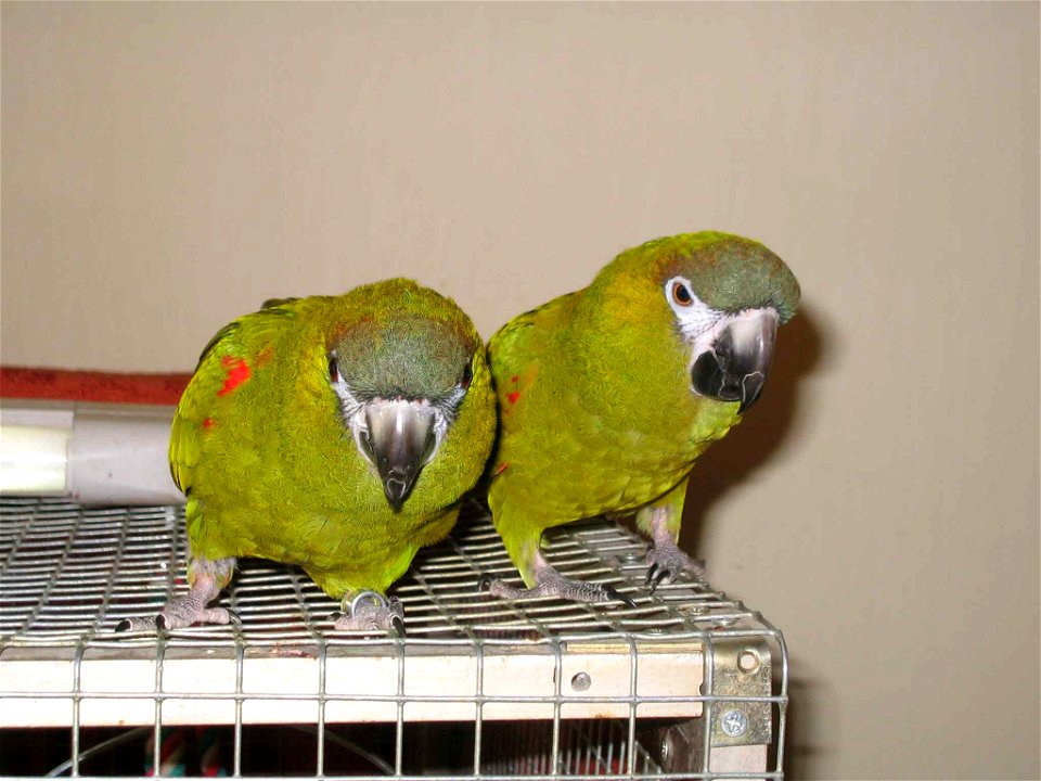 Red-shouldered Macaw (Diopsittaca nobilis) also known as the Noble macaw, Long-wing macaw or Hahn's macaw. photo