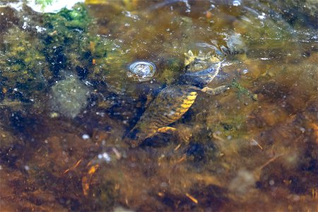 Western Tiger Salamanders (Ambystoma mavortium) coming up for air photo