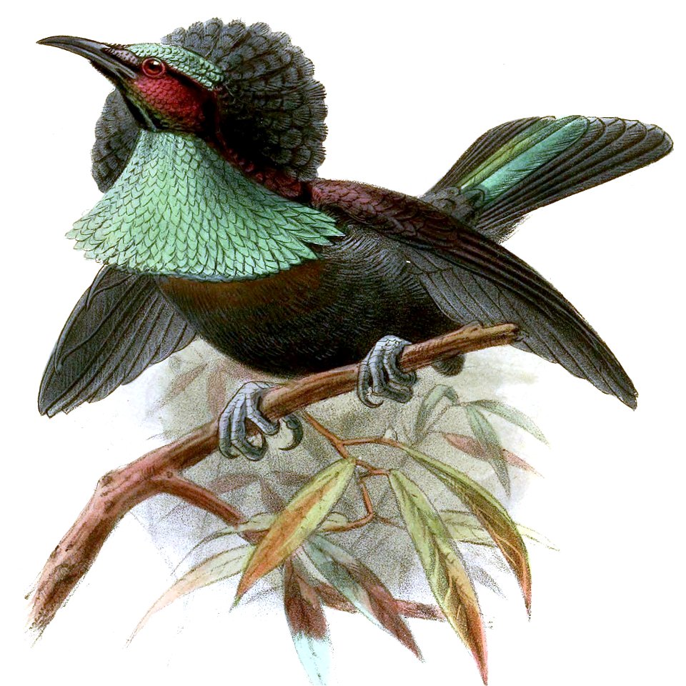 Craspedophora duivenbodei (now considered as hybrid Ptiloris magnificus intercedens x Lophorina superba minor)