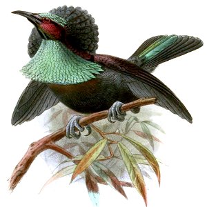 Craspedophora duivenbodei (now considered as hybrid Ptiloris magnificus intercedens x Lophorina superba minor)
