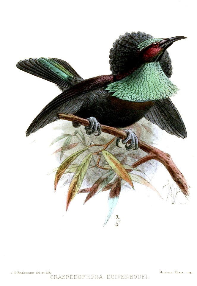 Craspedophora duivenbodei (now considered as hybrid Ptiloris magnificus intercedens x Lophorina superba minor)