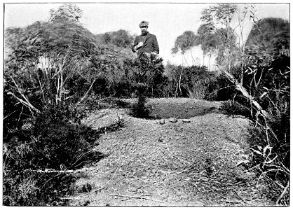 Caption states: "Old egg mound of Lipoa ocellata, in Conglomerate, Wongan Hills."

FROM A PHOTO. BY C. P. CONIGRAVE "