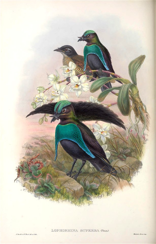 Lophorina superba - Monograph of the Paradiseidae, or Birds of Paradise, and Ptilonorhynchidae, or Bower-birds. v.2 (1891-1898).
