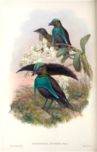 Lophorina superba - Monograph of the Paradiseidae, or Birds of Paradise, and Ptilonorhynchidae, or Bower-birds. v.2 (1891-1898).