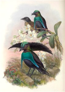 Lophorina superba - Monograph of the Paradiseidae, or Birds of Paradise, and Ptilonorhynchidae, or Bower-birds. v.2 (1891-1898).