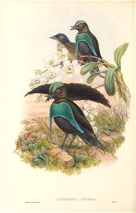 Lophorina superba - The birds of New Guinea and the adjacent Papuan islands : including many new species recently discovered in Australia. v.1 (Plate XVIII).