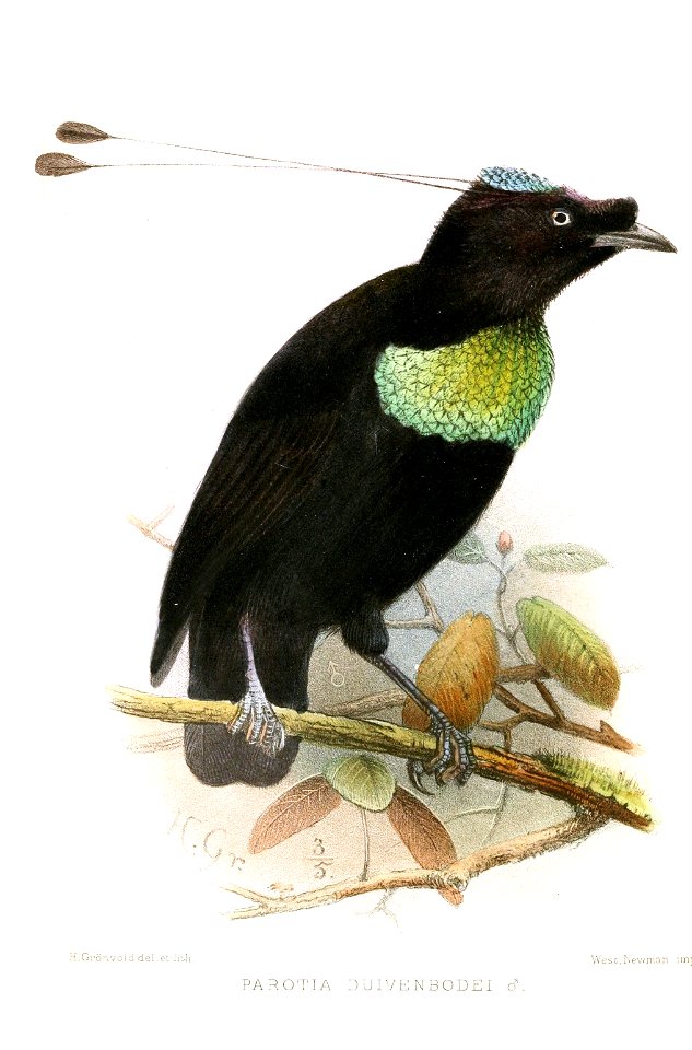 Parotia duivenbodei (male) = now Parotia sefilata x Lophorina superba